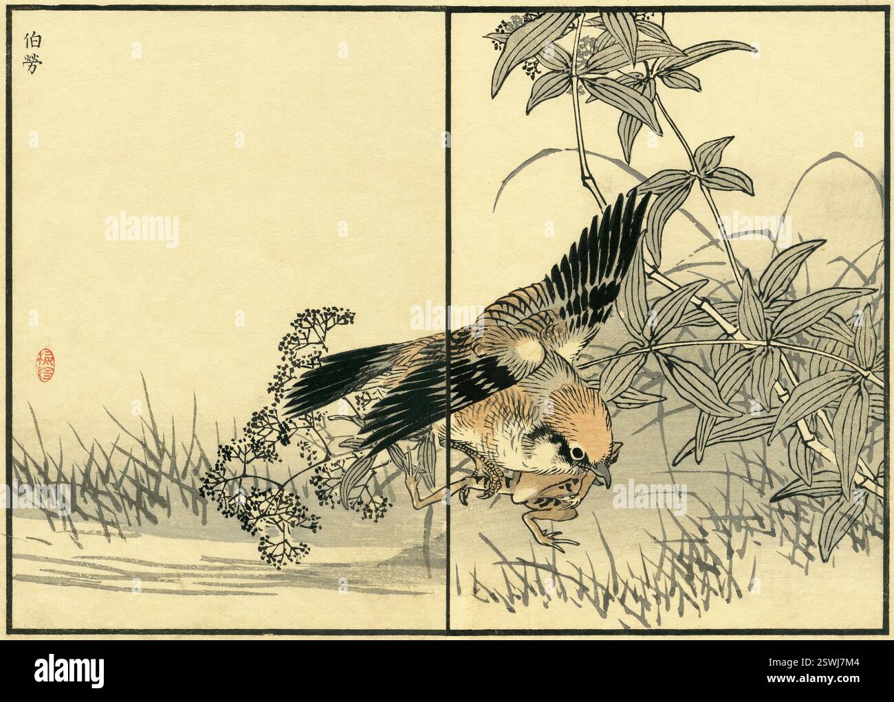 Stierkopf Shrike and Rubia argy ( Lanius bucephalus / Rubia argyi ) / Kono Bairei Album of One Hundred Birds (Bairei Hyakucho Gafu) 1881 Stockfoto