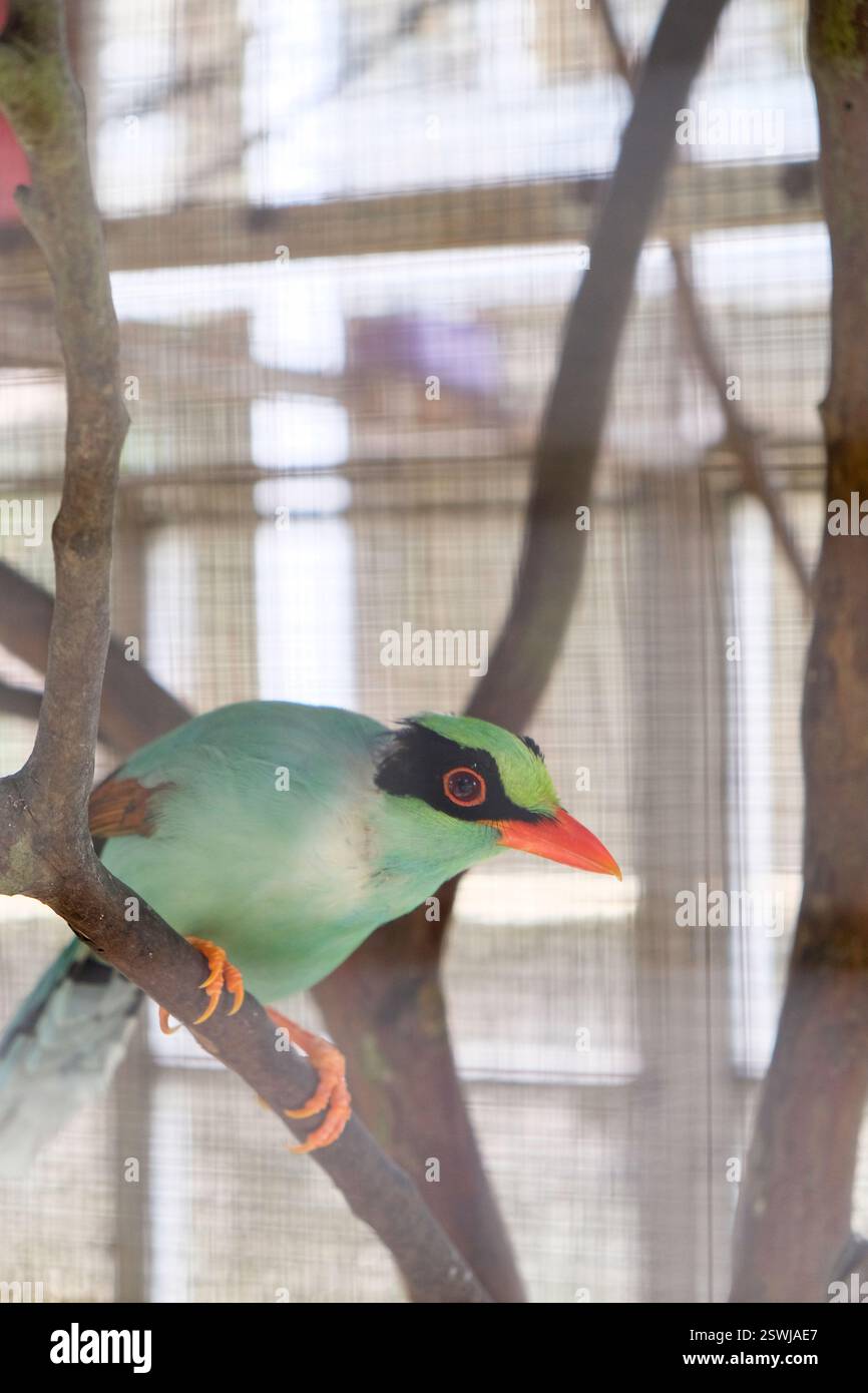Nahaufnahme von javanischer grüner Elster oder Cissa Thalassina, die auf einem Ast sitzt. Stockfoto