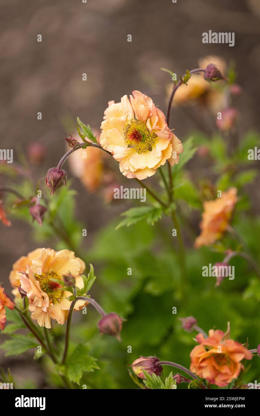 Nahaufnahme von Geum Mai Tai (Cocktails Series) blüht im April in einer britischen Gartengrenze, England, Vereinigtes Königreich Stockfoto