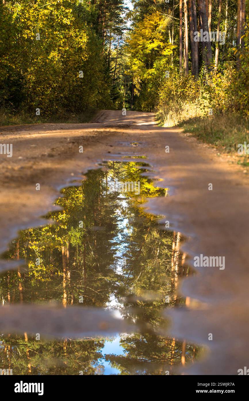 Pfützen Sie im Herbstwald auf dem Weg Stockfoto