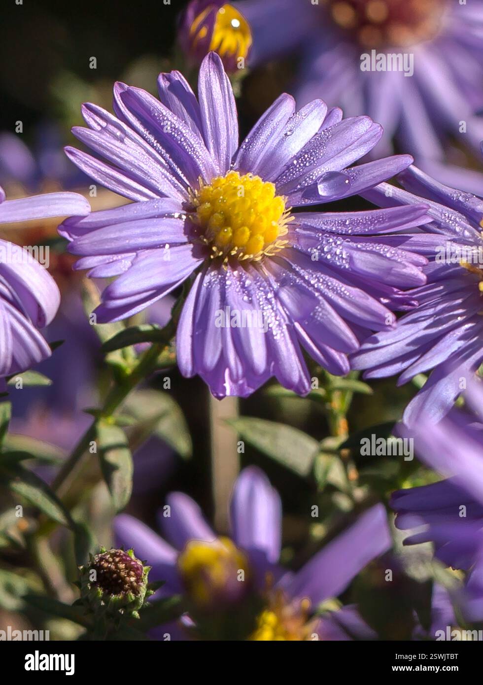 chrysanthemenblume violett Stockfoto