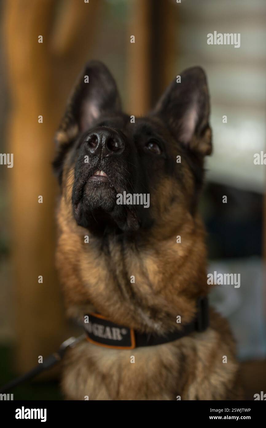 Der Deutsche Schäferhund ist ein sehr treuer Freund, Stolz, Liebe, Stärke, Partner, Glück, Intelligenz, Schönheit, Anmut und all das und vieles mehr über sie Stockfoto