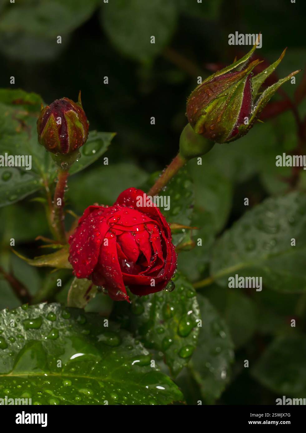 Stiel der roten Rose nach Regen mit Wassertropfen auf den Blättern Stockfoto