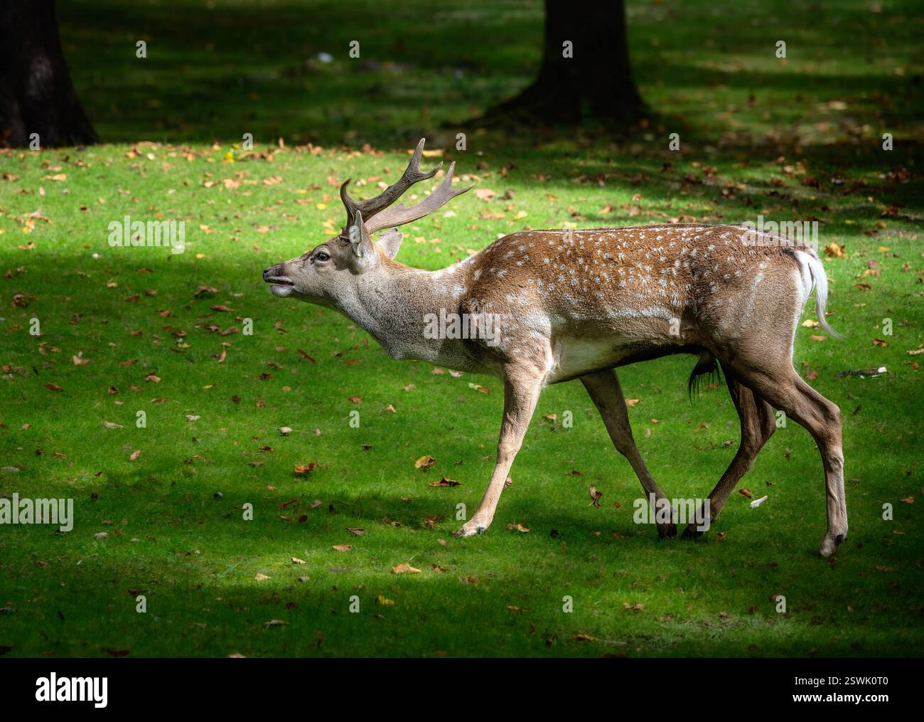 Männliche braun Damwild Browsen in den Wald Stockfoto