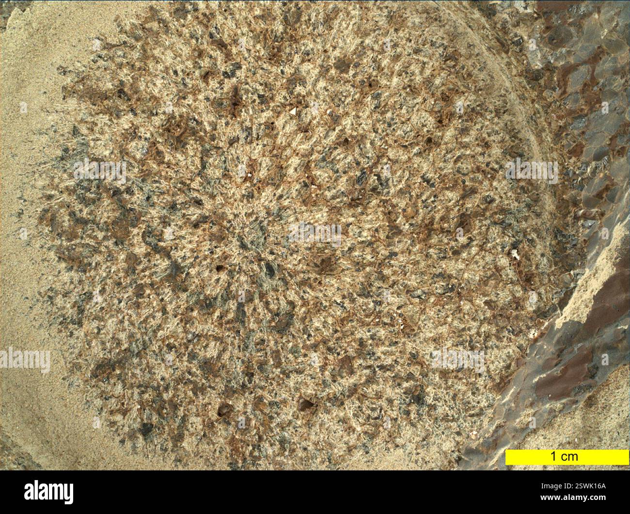 Nahaufnahme eines Felsenziels auf dem Mars namens ‚ÄúDourbes,‚Äù, aufgenommen mit der WATSON-Kamera (Weitwinkel Topographic Sensor for Operations and Engineering) an Bord des Perseverance rover am 5. November 2021. Vor dem Bohren und Analysieren von Gesteinen verwendet der rover ein Werkzeug am Roboterarm, um die Oberfläche des Gesteins abzuschleifen und so Wetterschichten zu entfernen. Die abgeschliffene Fläche hat hier einen Durchmesser von 5 Zentimetern. Bereiche aus hellem Material, mit untergeordneten braunen, dunkel gefärbten interstitiellen Bereichen, werden freigelegt. Stockfoto