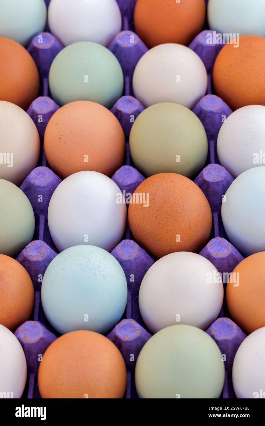 Bio-Eier auf dem Bauernhof Stockfoto