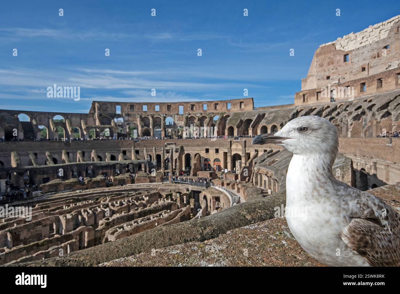 Junge Gelbbeinmöwe (Larus cachinnans) im Kolosseum, Rom, Italien Stockfoto