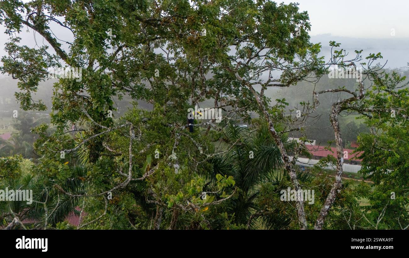 Tukan sitzt auf dem Ast im Wald, grüne Vegetation, Costa Rica. Naturreisen in Zentralamerika. Zwei Toucan mit Keel-Rechnung, Ramphastos Stockfoto
