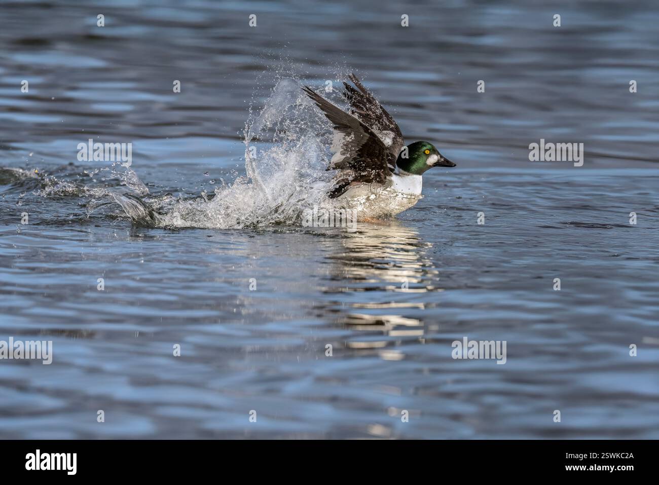Männliche Goldeneye-Ente, die über Wasser fliegt, Nahaufnahme, vereinigtes Königreich Stockfoto