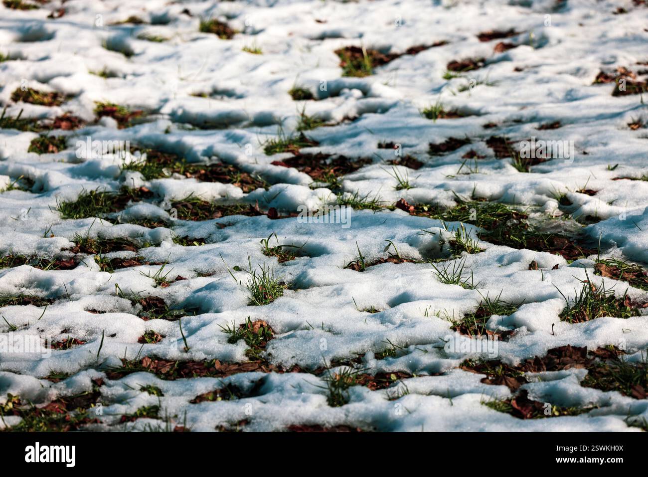 Schmelzender Schnee auf Gras – saisonaler Übergang von Winter zu Frühling Stockfoto