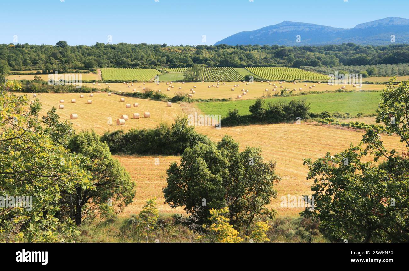 Strohballen auf Getreidefeldern in der Nähe von Weinbergen. Stockfoto