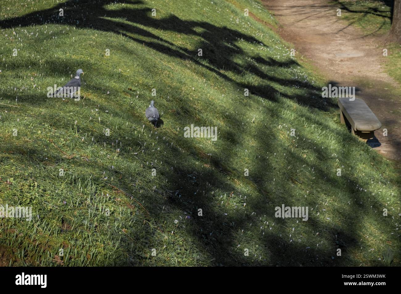 Ein paar Tauben, die auf einer Wiese laufen Stockfoto