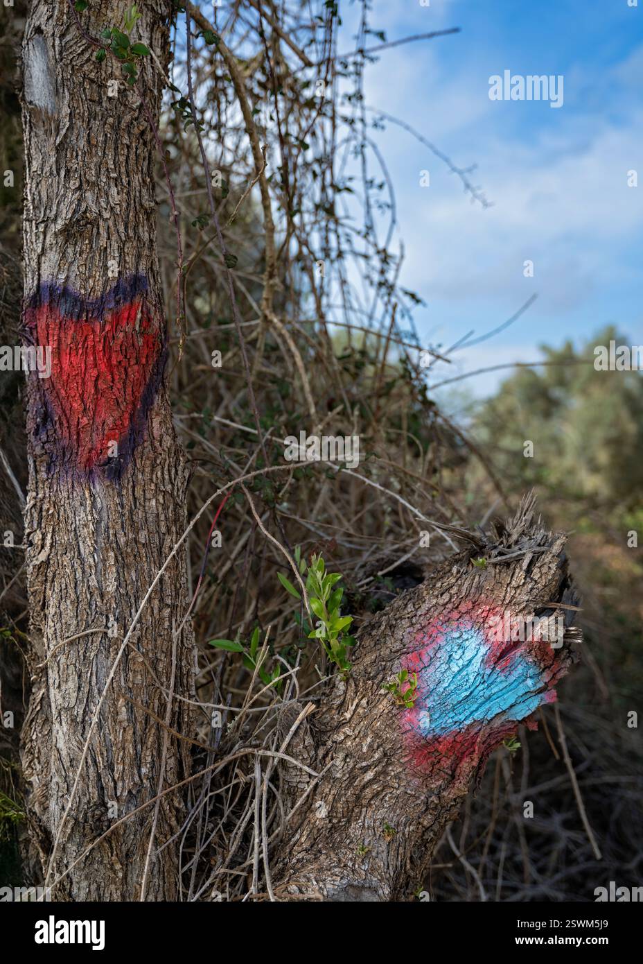 In einen Baumstamm gemalte Herzmarke entlang einer Wanderstraße in Portugal Stockfoto