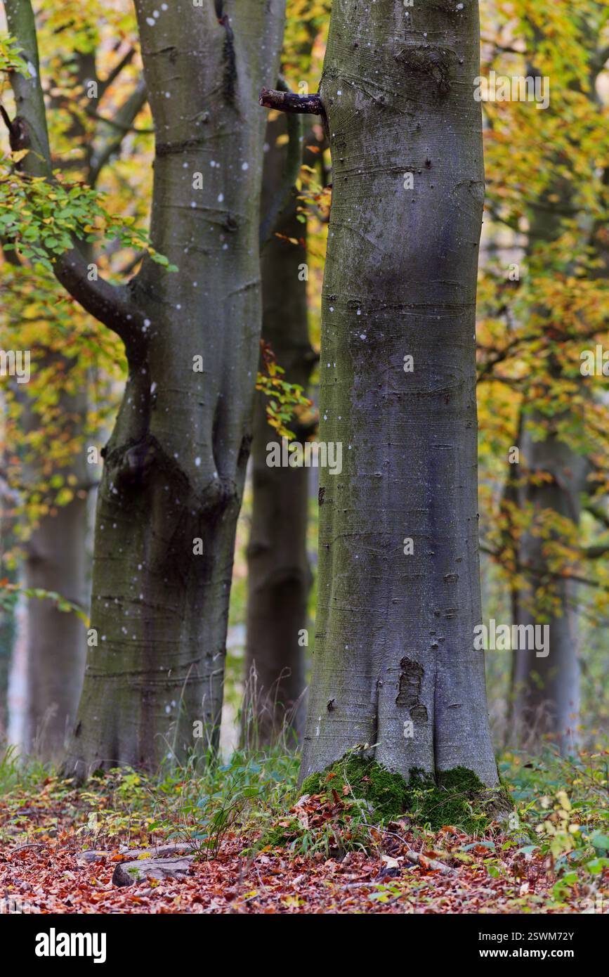 Buchen im Herbst an einem nebeligen Tag Stockfoto