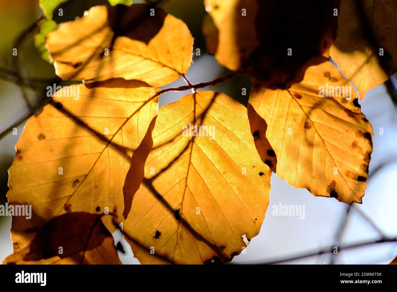 Nahaufnahme von Buchenblättern an einem sonnigen Tag. Stockfoto