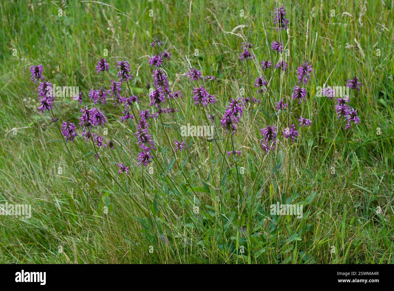 BETONY (Stachys officinalis) weist in der Regel auf artenreiches, nicht verbessertes Grasland Sussex UK hin Stockfoto