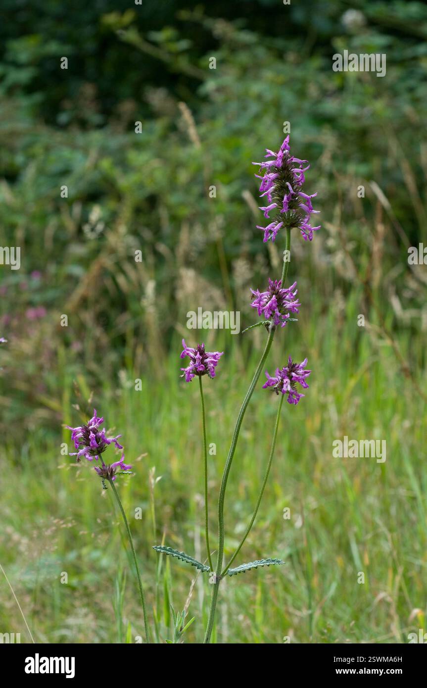 BETONY (Stachys officinalis) weist in der Regel auf artenreiches, nicht verbessertes Grasland Sussex UK hin Stockfoto