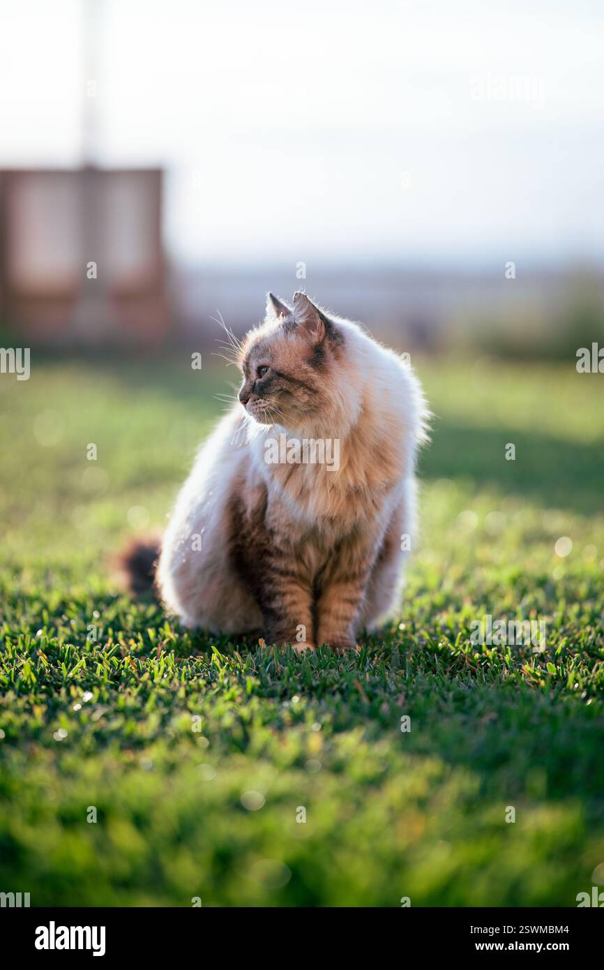 Eine flauschige Katze im Sonnenuntergang auf dem grünen Gras Stockfoto