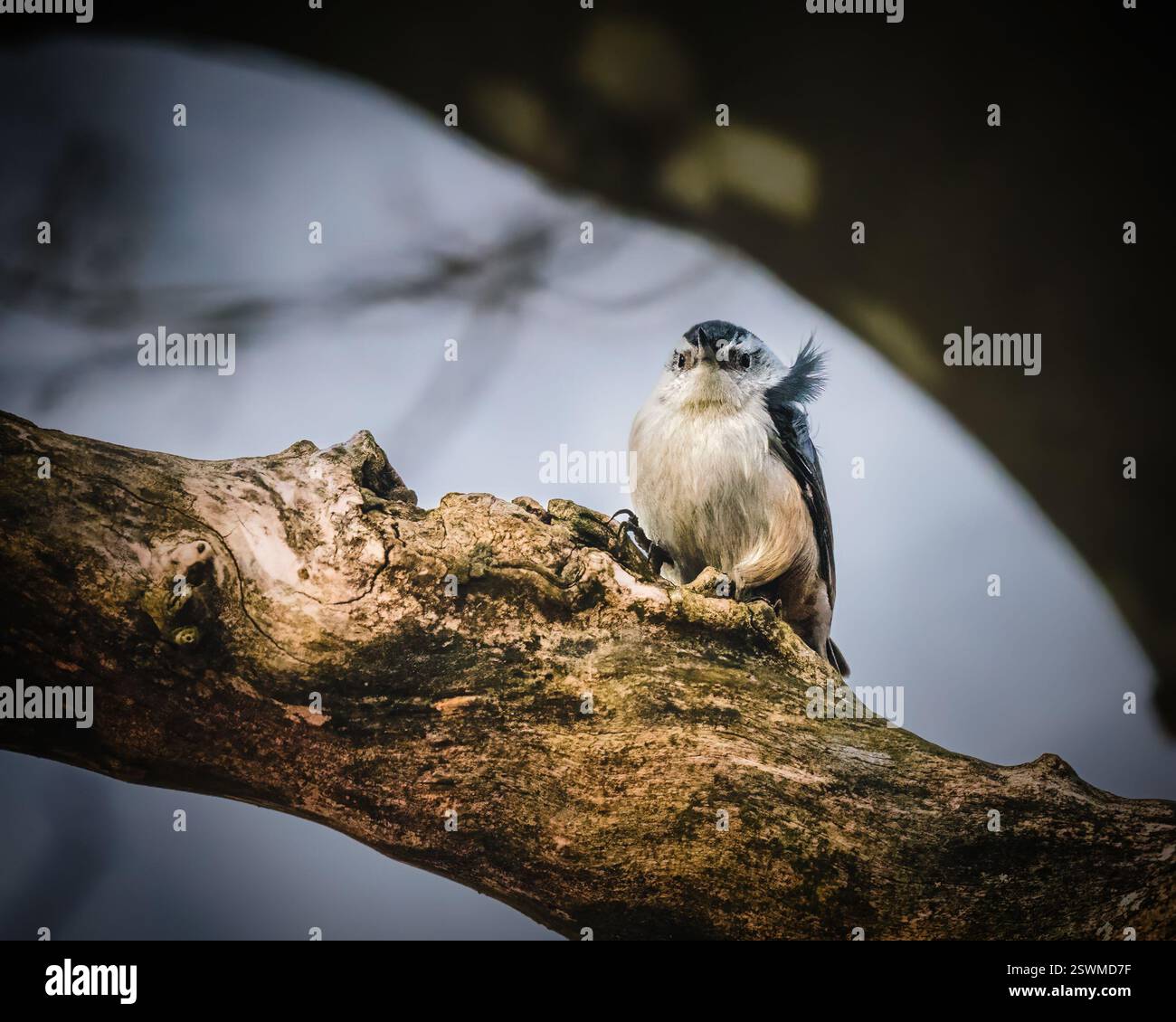 Ein kleiner Vogel sitzt auf einem knorrigen Baumzweig, dessen Federn vor einem verschwommenen Hintergrund leicht aufgerollt sind. Sanfte Beleuchtung schafft eine ruhige Atmosphäre Stockfoto