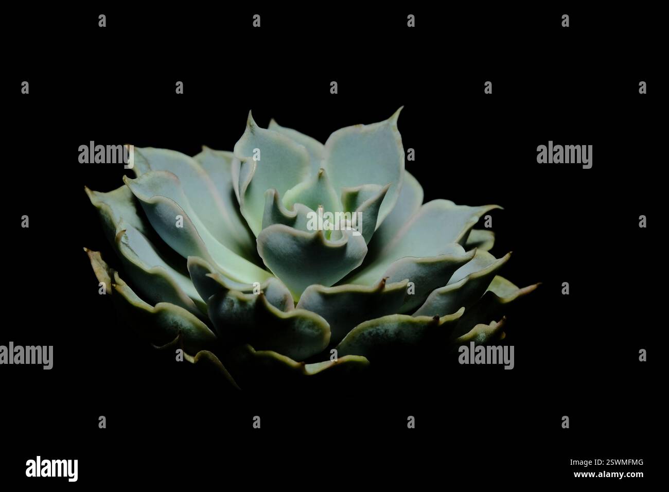 Nahaufnahme von der Seite der Echeveria Grey lockige saftige Pflanze, schöne Blume in blaugrauer Farbe. Isoliert auf schwarzem Hintergrund. Bild Foto Stockfoto
