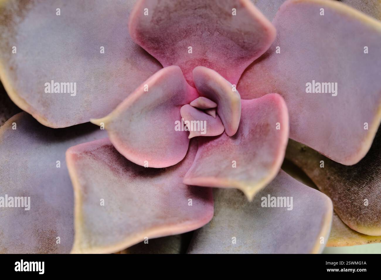 Nahaufnahme Echeveria perle Mutant saftige Pflanzenblume, Regenbogenfarbe. Bild Foto Stockfoto