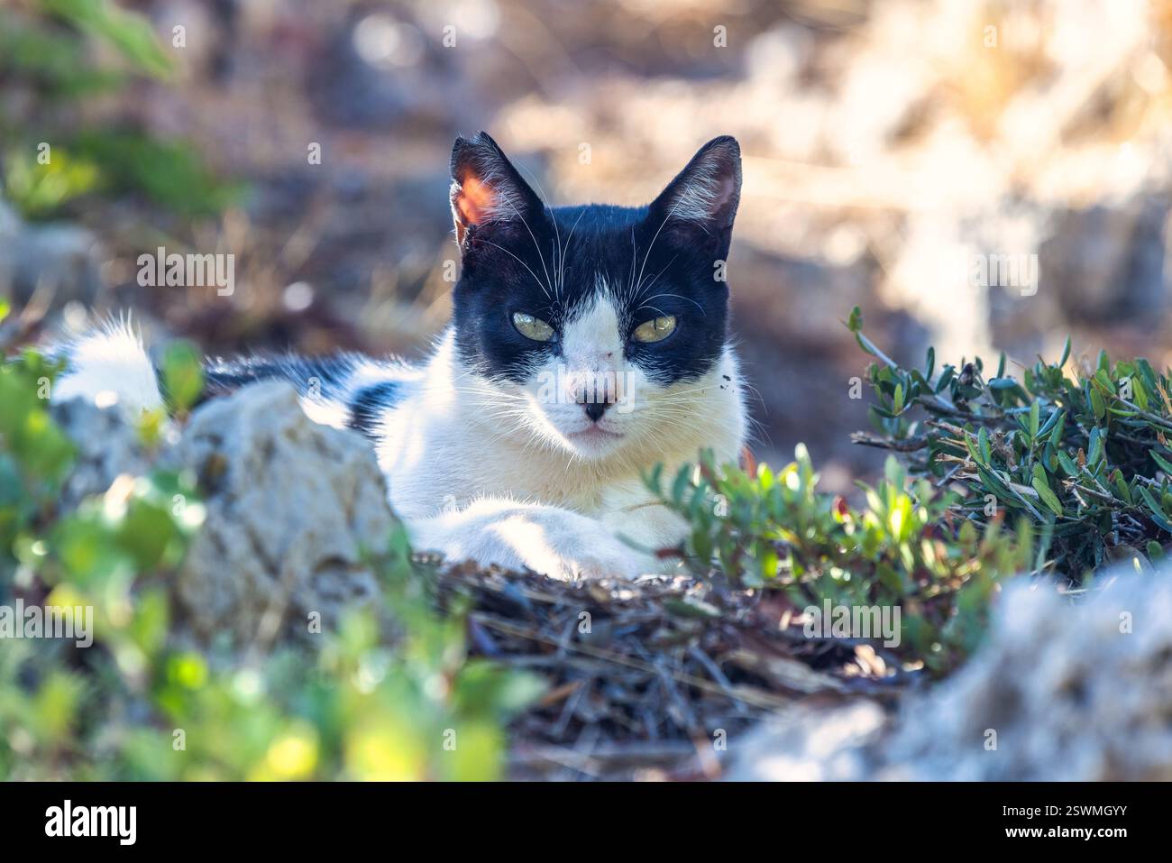 Eine schwarz-weiße Katze ruht zwischen Felsen und Grün und blickt den Betrachter aufmerksam an. Stockfoto
