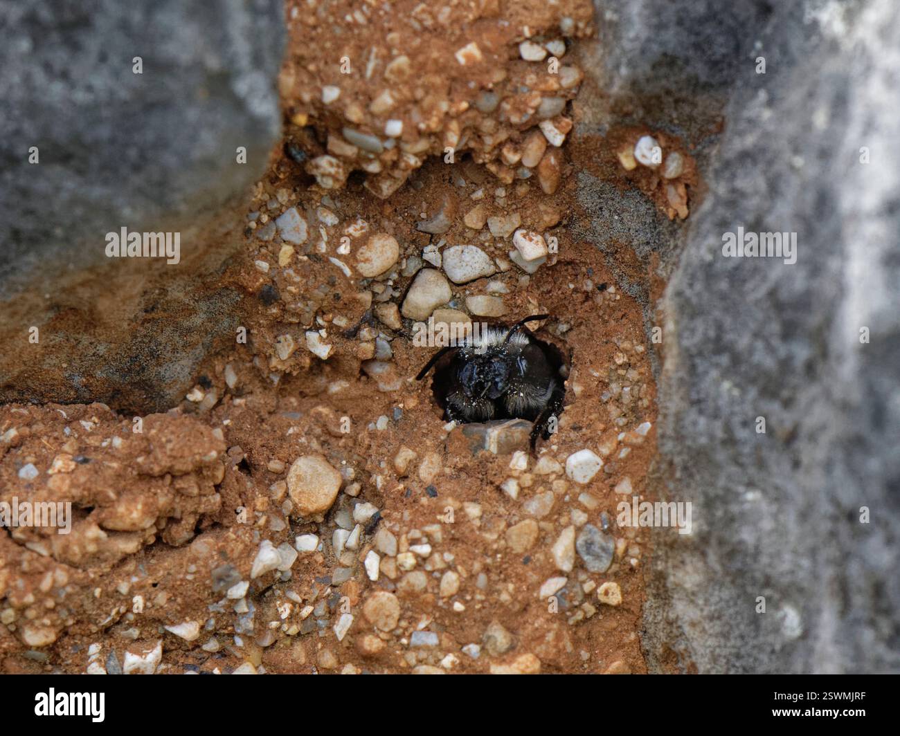Schwarze Schlammbiene / Mauerbiene (Megachile parietina) männlich, die aus einer Höhle in ihrem Nest aus Sand und kleinen Steinen zwischen Felsen auftaucht, Korfu, Griechenland, Mai. Stockfoto