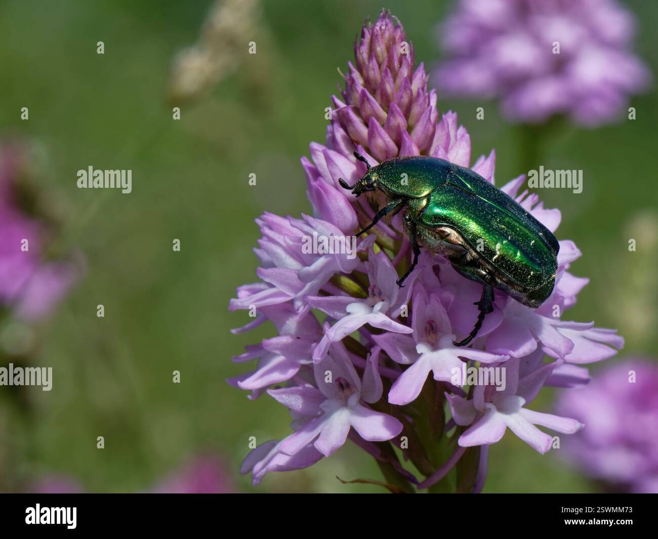 Rosenscheuer (Cetonia aurata), der sich an einem Blütenkopf der Pyramidenorchidee (Anacamptis pyramidalis) ernährt, Korfu, Griechenland, Mai. Stockfoto