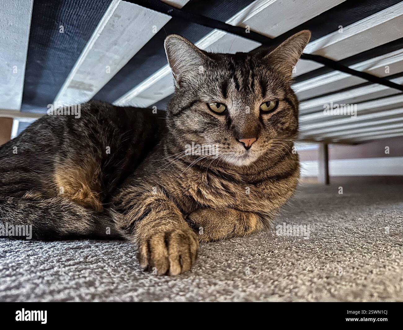 Graue Tabbykatze, die unter einem Bett liegt, graue gestreifte Katze, die ein Nickerchen unter dem Bett macht Stockfoto