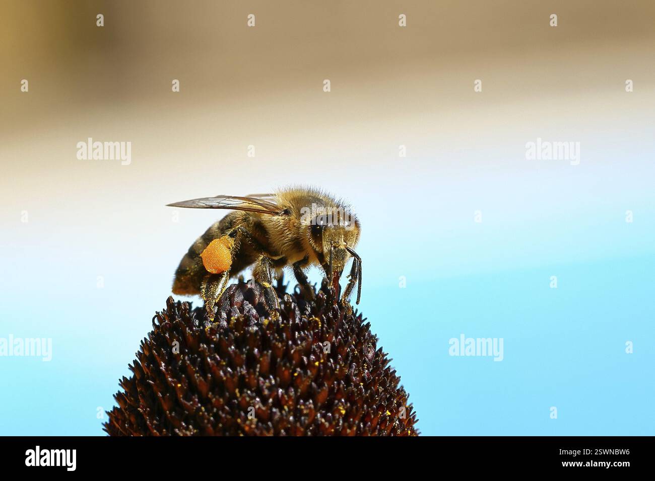 Europäische Honigbiene (APIs mellifera), Nektar aus einer Blüte des gelben Coneflower (Echinacea paradoxa), Nahaufnahme, Makrofoto, Wilnsd Stockfoto