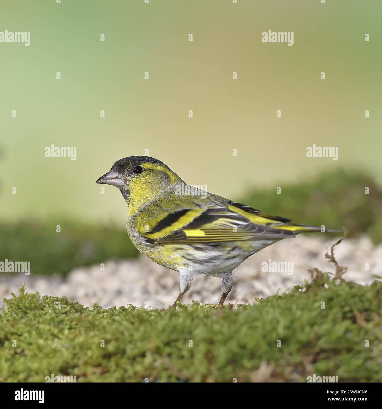 Siskin (Carduelis spinus), männlich sitzend auf Moos, Moosgrund, Wilnsdorf, Nordrhein-Westfalen, Deutschland, Europa Stockfoto