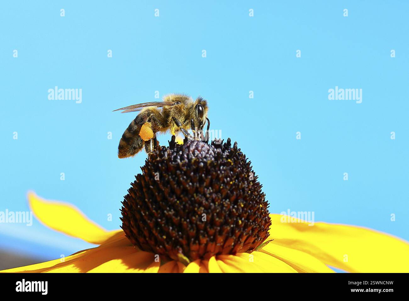 Europäische Honigbiene (APIs mellifera), die Nektar von einem gelben Coneflower (Echinacea paradoxa) vor blauem Himmel sammelt, Nahaufnahme, Makrofotogra Stockfoto