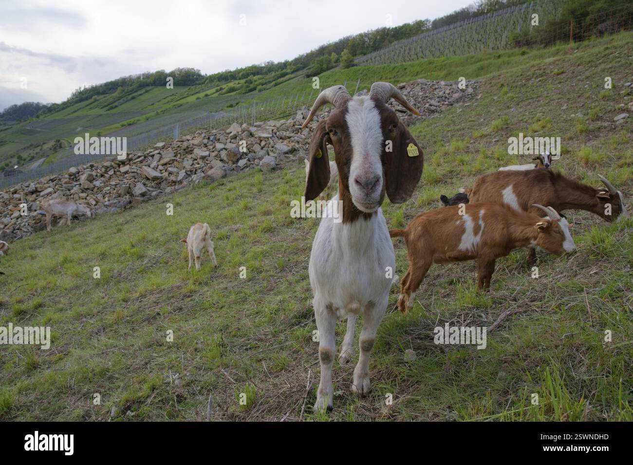 Ziegen auf einer Steinbar, Kulturlandschaft, Biodiversität, Ökologie, Weinberg, Ingelfingen, Hohenlohe, Kochertal, Kocher, Ökopunkt, Deutsch Stockfoto