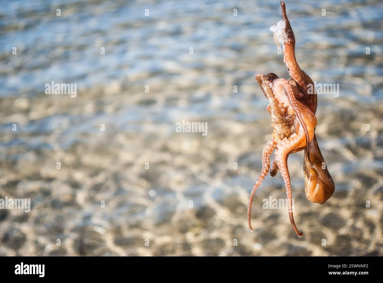 Kleiner Tintenfisch am Strand Stockfoto