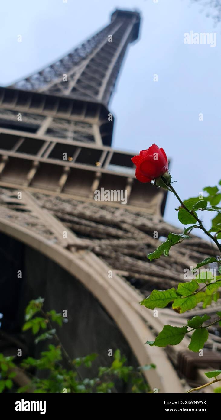 Die rote Rose in der Nähe des Eiffelturms Stockfoto