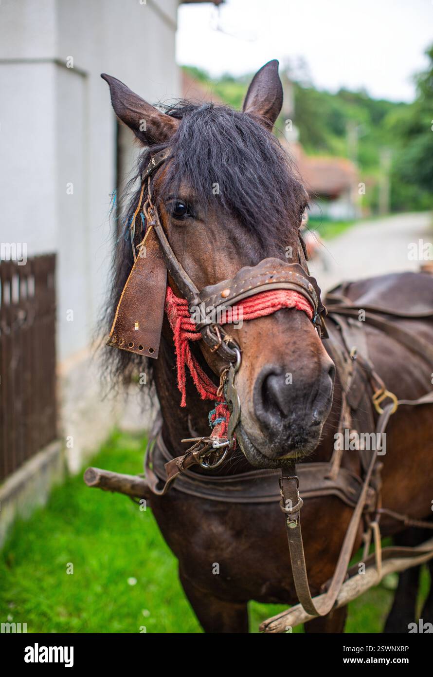 Braunes Pferd mit traditionellem Gurtzeug, das an einem grasbewachsenen Tag draußen steht. Stockfoto