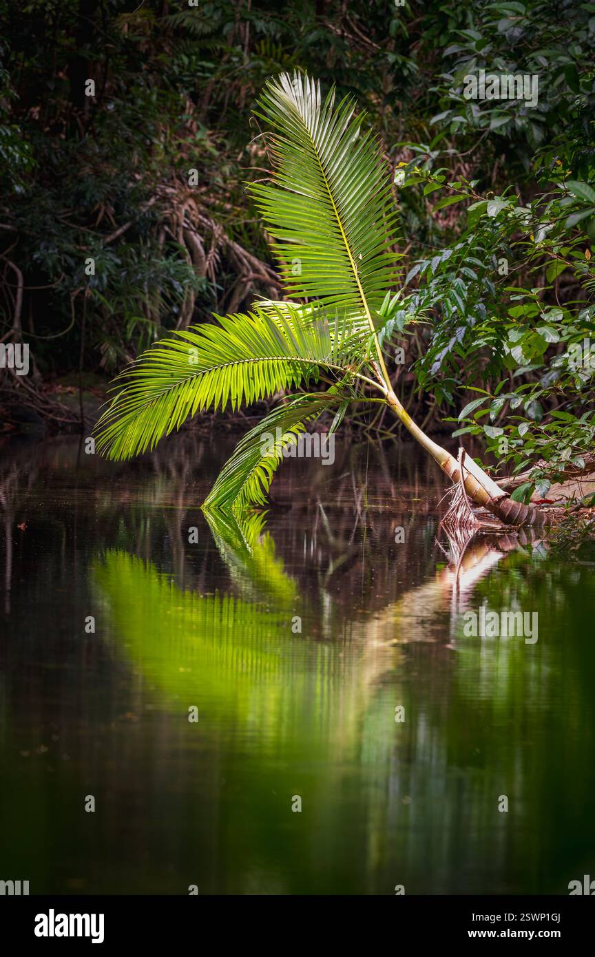 Am frühen Morgen in goldenem Licht getaucht, hängt eine tropische Palme mit ihrer perfekten Reflexion über dem klaren Süßwasser eines Baches am Cape Tribulation. Stockfoto