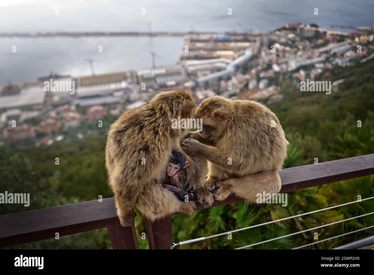 Barbarenmakaken und Kind machten ein Bild mit Handy, wilder Affe in Gibraltar. Nur eine Affenart auf dem europäischen Kontinent. Urbane Tierwelt auf der Spitze Stockfoto