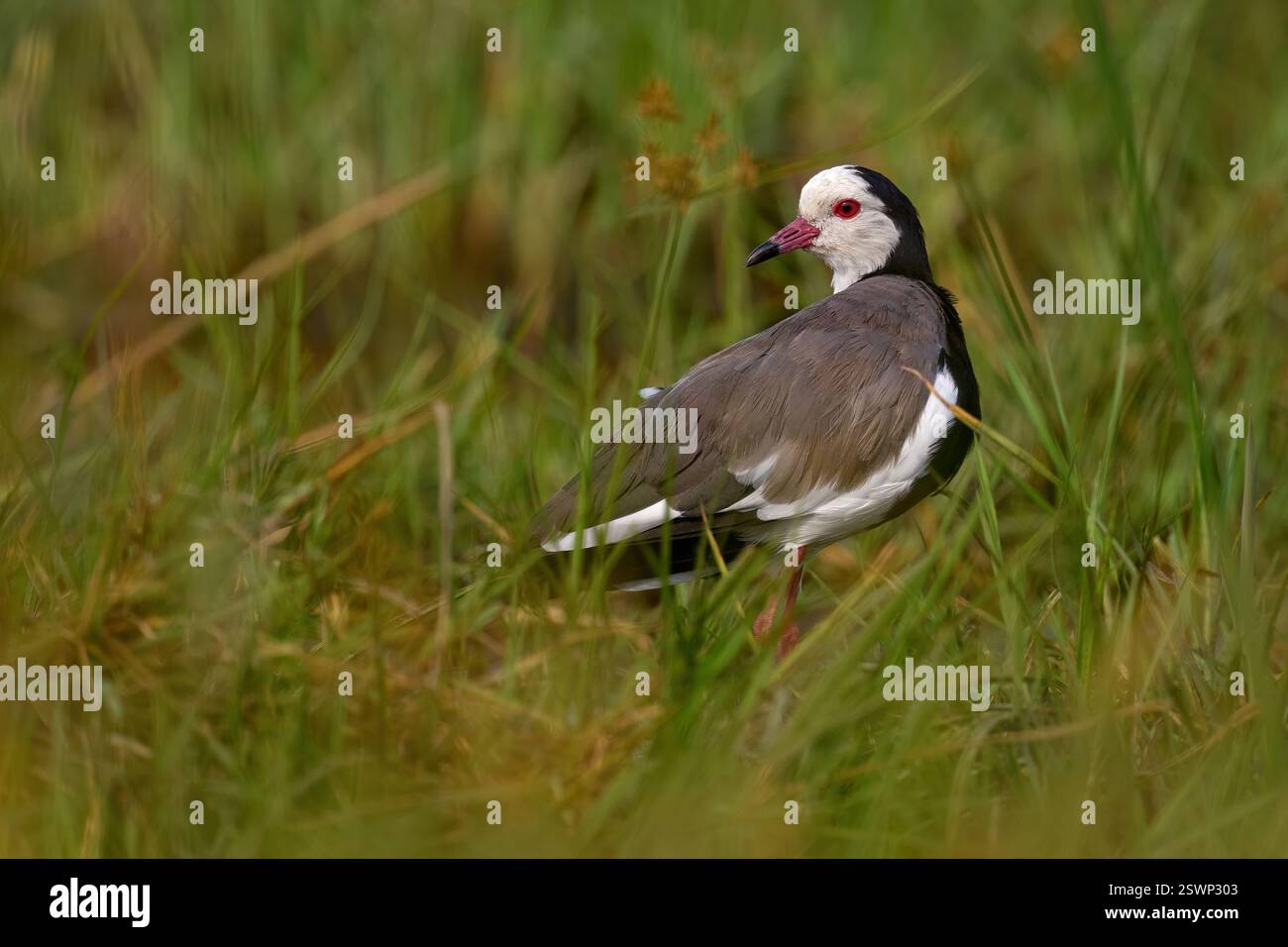 Langhaar Lapwing, Vanellus crassirostris, grauer weißer schwarzer Vogel im Gras, Okavango-Delta in Botswana. Tierwelt aus der Natur. Grau-weißes Lapw Stockfoto