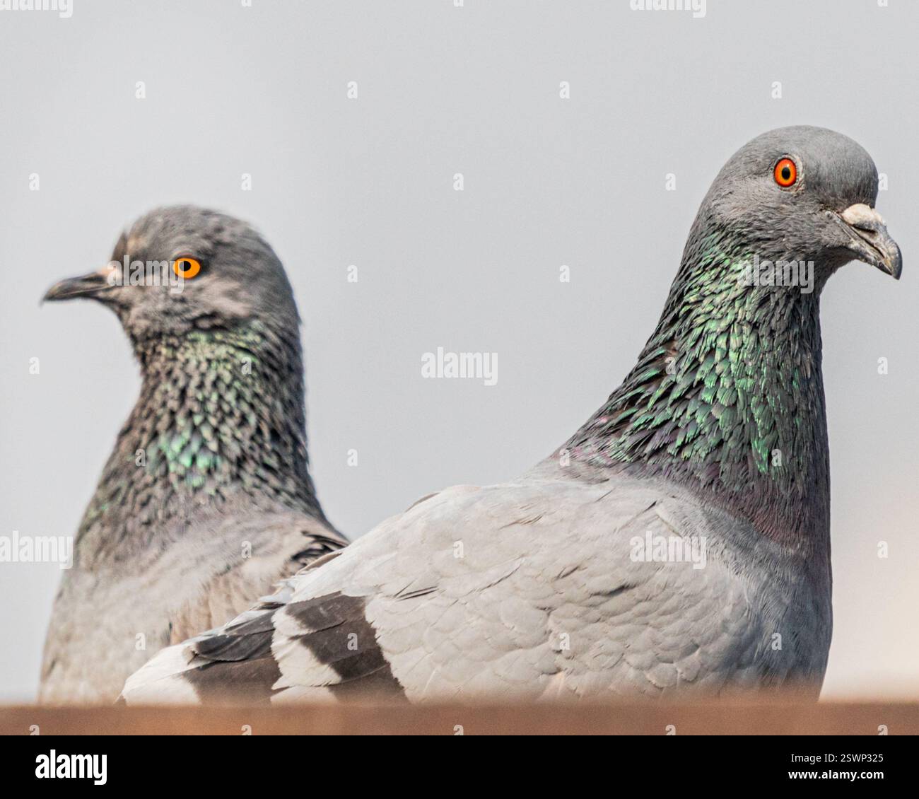 Ein paar Tauben kreuzen sich Stockfoto