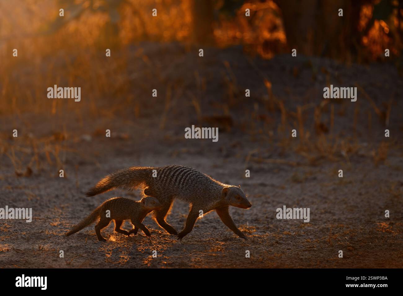 Mungos Mungos, Säugetier aus der Sahelzone bis ins südliche Afrika. Sonnenuntergang am Abend mit Mungos, wildem Tier vom Khwai Fluss in Botswana, Afrika Stockfoto