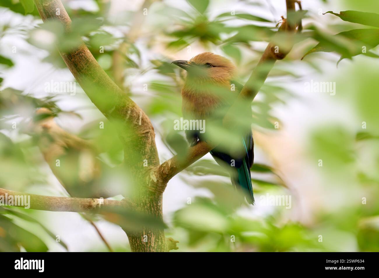 Blaubauchiger Roller, Coracias cyanogaster, im natürlichen Lebensraum. Wildvogel aus Senegal in Afrika. Schöner Vogel mit weißem Kopf, der auf dem Baum sitzt Stockfoto