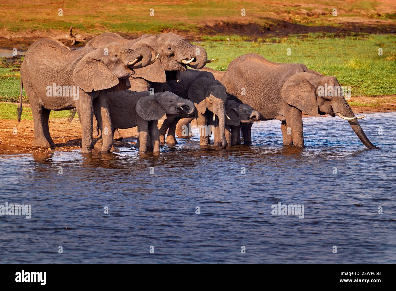Wildlife-Szene aus der Natur. See mit großen Tieren. Eine Herde afrikanischer Elefanten, die aus dem Fluss trinken und ihre Stämme heben, Chobe National Park, Botswan Stockfoto