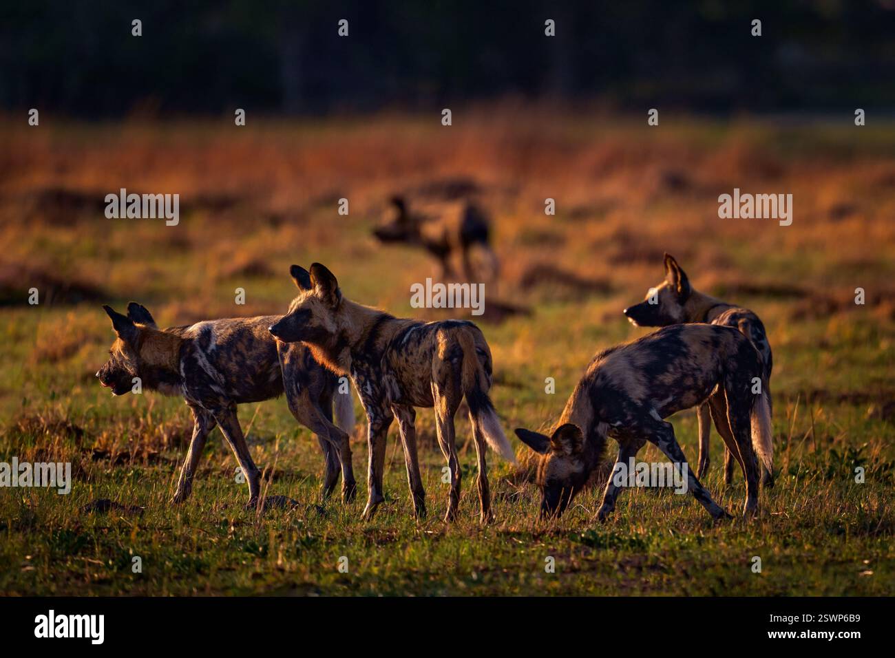 Pack von Wild Dog Jagd in Botswana. Wildtierszene aus Afrika, Moremi, Okavango Delta. Tierverhalten, Gruppenstolz auf afrikanische Wildhunde in der Nähe der Stockfoto