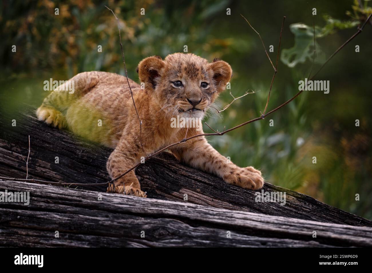 Niedliche Tierwelt, Löwenbaby spielt mit Ast. Verlorenes süßes Löwenbaby, afrikanisches Gefahrentier, Panthera leo, Detail Uganda in Afrika. Katze in der Natur Stockfoto