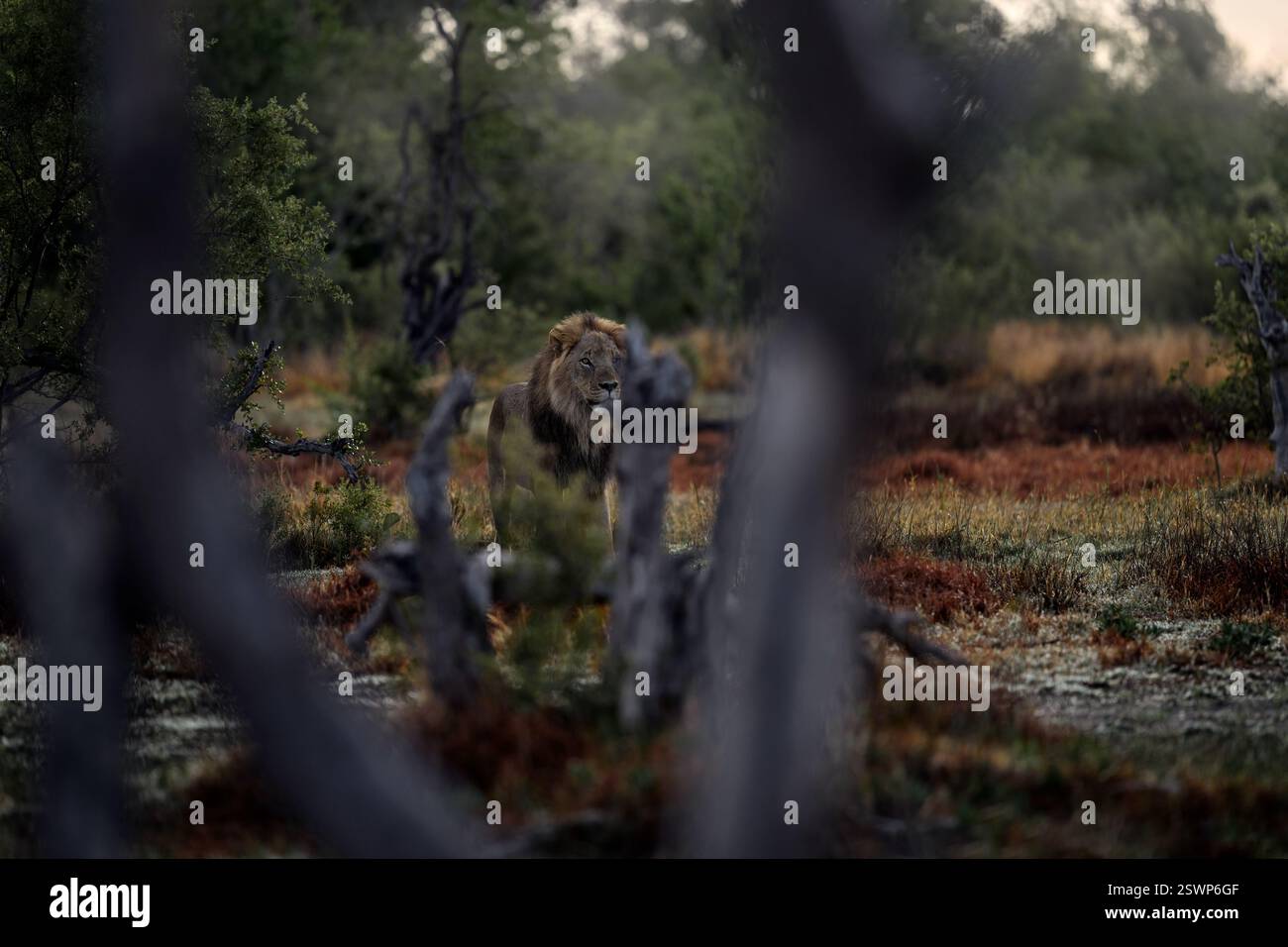 Afrikanische Tierwelt. Löwe versteckt in der grünen Vegetation. Wald Afrikanischer Löwe im Naturraum, grüne Bäume, Okavango-Delta, Botswana in Afrika, rot Stockfoto