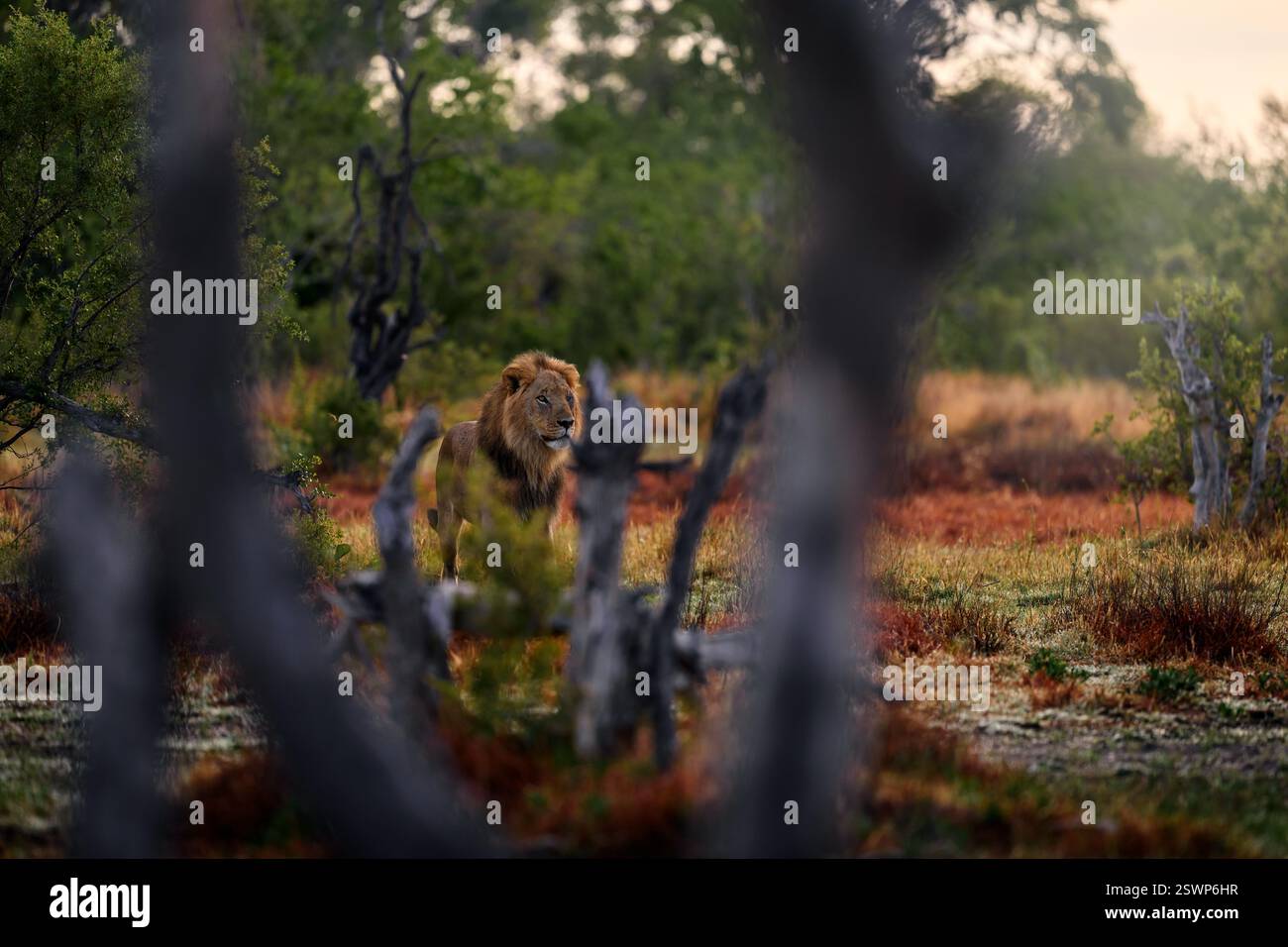 Löwenlandschaft in Afrika. Afrikanische Tierwelt. Löwe versteckt in der grünen Vegetation. Wald Afrikanischer Löwe im Naturraum, grüne Bäume, Okavango-Delta, B Stockfoto