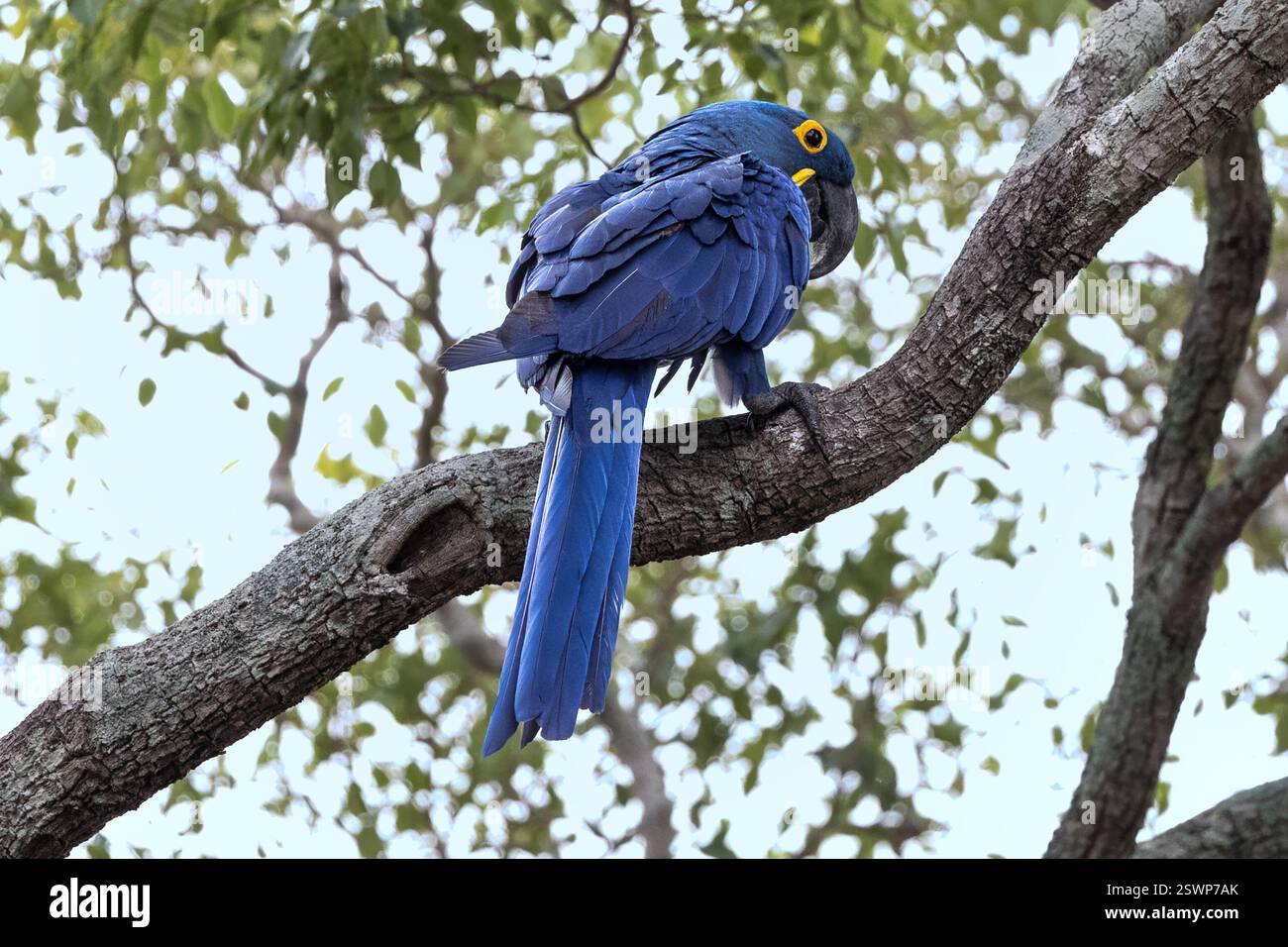 Hyazinth Macaw, Pantanal, Miranda, Mato Grosso do Sul, Brasilien Stockfoto