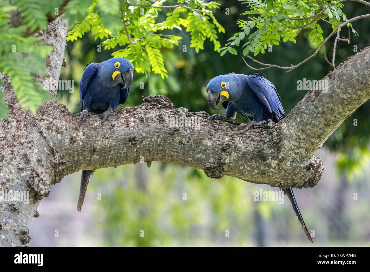 Hyazinth Aras, Pantanal, Miranda, Mato Grosso do Sul, Brasilien Stockfoto