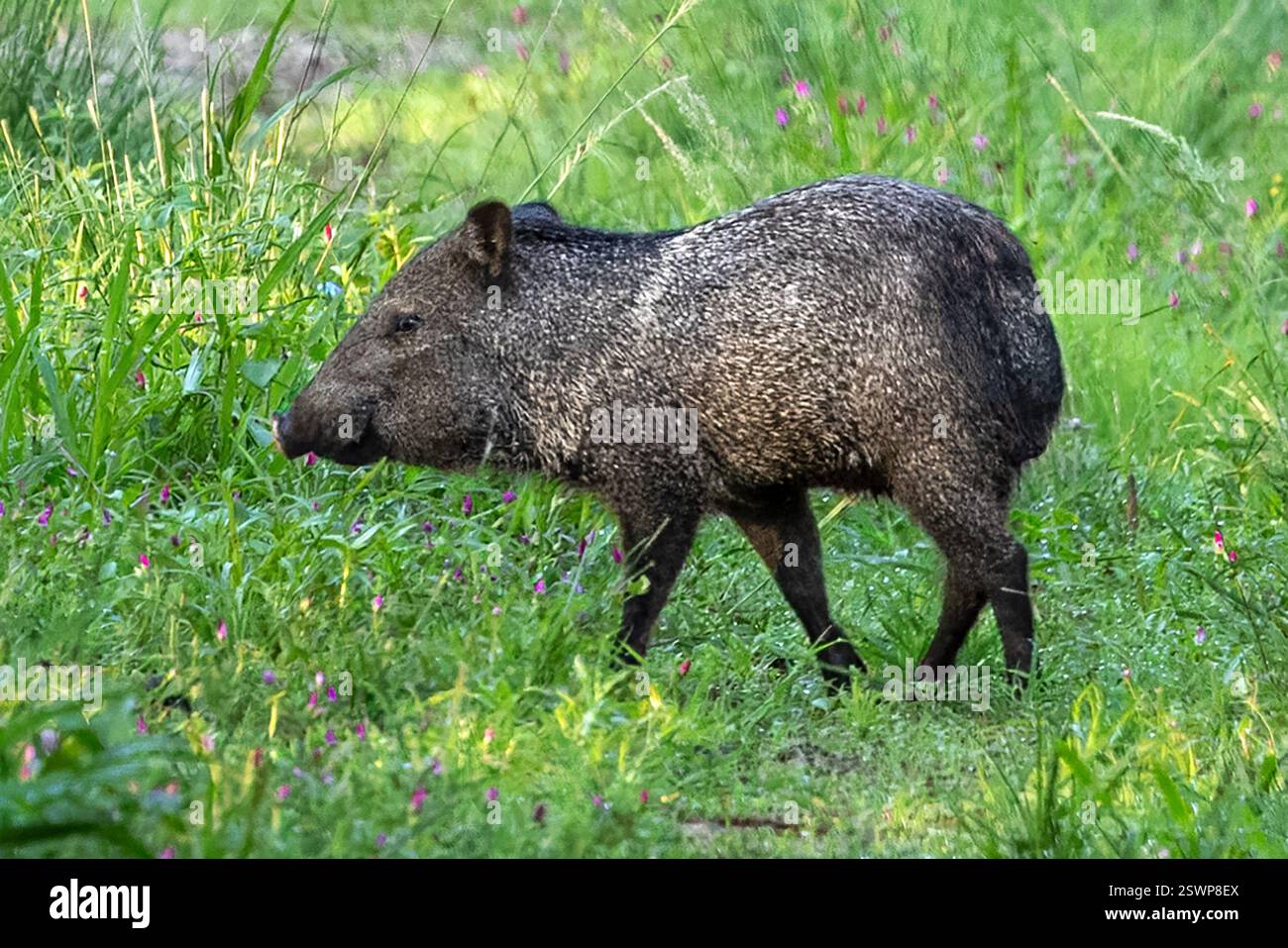 Peccary mit Kragen, Miranda, Pantanal, Mato Grosso do Sul, Brasilien Stockfoto